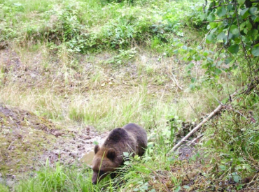 Krauze sola vērtēt iespēju ierobežot lāču populāciju Latvijā
