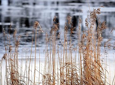 Ūdens līmenim paaugstinoties arī Lielupē, iespējama zemāko vietu applūšana pie Jelgavas