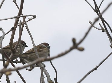 Vietām Latvijas austrumos debesis sestdien skaidrosies