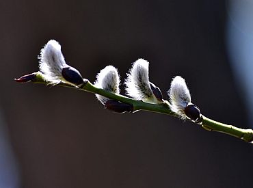 Svētdien Latvijas dienvidos gaiss iesils līdz +10 grādiem