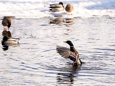 В Дурбской волости выявлена вспышка высокопатогенного гриппа птиц
