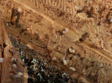 Mizgrauža bojājumu ierobežošanai egļu mežaudzēs no aprīļa būs ārkārtējā situācija 230 pagastos