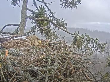 Šogad Latvijas Dabas fonds nodrošinās tiešraides no desmit putnu ligzdām