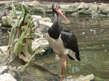 Melno stārķu organismos Latvijā atklāta paaugstināta dzīvsudraba koncentrācija
