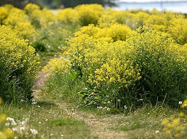 Gaisa temperatūra sestdien saglabāsies zem +20 grādiem