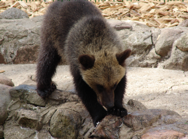 У нас нет условий: Рижский зоопарк передал спасенного медвежонка Франции