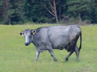 Дайте больше денег! Латвийской голубой корове грозит исчезновение