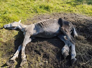 Kumeļa nogalināšanas lietā aizdomās turētais nokļuvis apcietinājumā