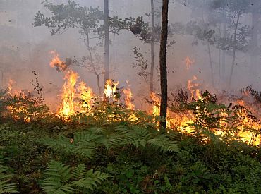 Горячий сезон: в лесах объявлен пожароопасный период
