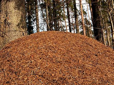 Dabas muzejs aicina iesaistīties foto iniciatīvā «Meklējam Latvijā lielākos skudru pūžņus»