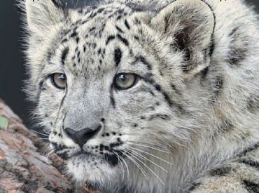 Rīgas Zoodārzs izsludinājis iepirkumu Himalaju zonas izveides projektēšanai