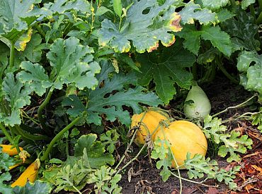 Pirmdien īslaicīgi līs, daudzviet gaidāms pērkona negaiss