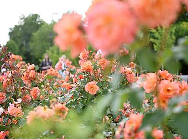 Trešdien palaikam spīdēs saule un dažviet īslaicīgi līs