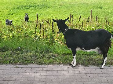 А ты на каком месте? Новость о козьем конкурсе красоты рассмешила даже ведущую