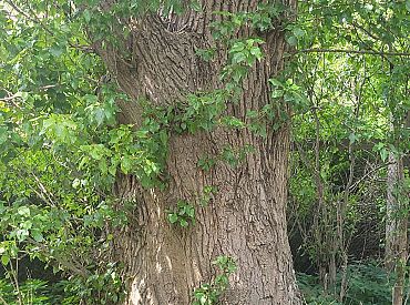 27 500 евро штрафа. Суд вынес приговор за спиливание марупского дуба