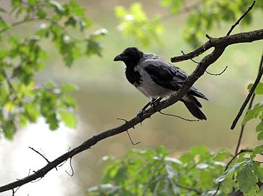 Svētdien iespējams īslaicīgs lietus un gaiss iesils līdz +20 grādiem