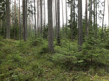 Kuldīgas novadā apmaldījusies sieviete nakti pārlaidusi mežā