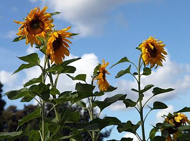 Уточненный прогноз погоды на начало августа: не так уж и плохо