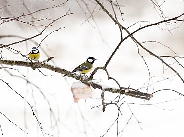 Līdz nedēļas beigām gaisa temperatūra galvenokārt saglabāsies zem nulles