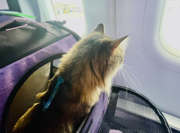 ZM: Kaķu un sesku apzīmēšanu ar mikroshēmu varēs veikt tikai praktizējošs veterinārārsts