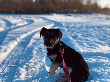 Умён как Сократ: сбежавший от новых хозяев пёс сам вернулся в приют