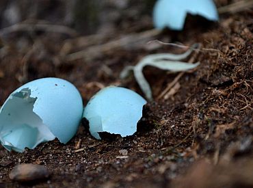 Izstrādā jaunu koncepciju olu čaumalu pārstrādei biomateriālos