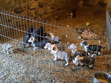 Жили в собственных экскрементах: у «заводчика» изъяли 35 собак