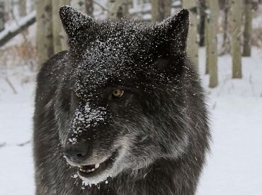 Смелее и агрессивнее: гибридные волки распространяются по Европе. Есть ли они в Латвии?