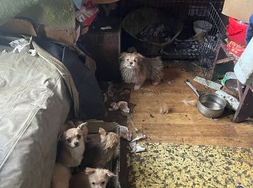 ПВС изъяла в частном доме в Саулкрасты 34 собаки и одного попугая