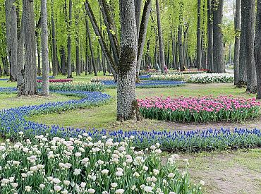 Тюльпаномания: миллионы цветов раскрываются в крупнейшей литовской усадьбе