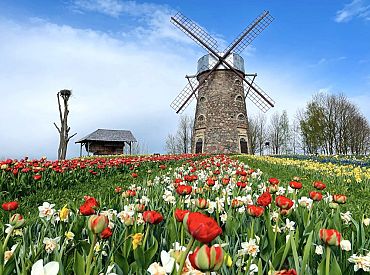 Крупнейший в регионе фестиваль тюльпанов и весенних цветов: уже в эти выходные