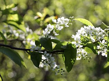 Svētdien īslaicīgs lietus gaidāms vienīgi Latvijas austrumu rajonos