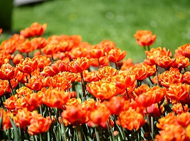 Valsts piedāvā iegādāties noziedzniekiem izņemtus ziedu sīpolus par aptuveni 230 000 eiro