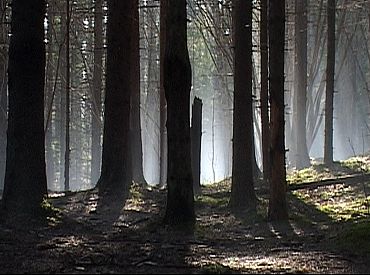 «Тут зародится другая экосистема!» Легендарный мистический лес в Покайни вырублен под корень
