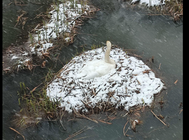 Терпения тебе: снег занес гнездо лебедя на Саркандаугаве, вместе с птицей