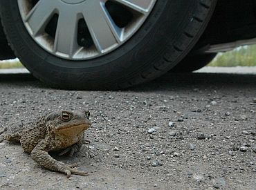 Переведи через дорогу и поцелуй: в Латвии волонтеры спасают жаб