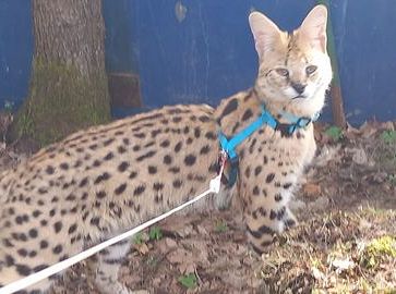 Осторожно, под Ригой блуждает потерявшийся сервал. Это не опасно?