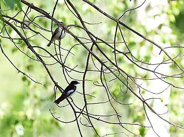 Pirmdien Latvijā būs mazāk nokrišņu, piekrastē pūtīs brāzmains vējš