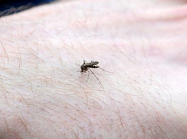 Грозит ли Латвии лихорадка денге? Энтомологи о вероятности появления у нас зараженных комаров