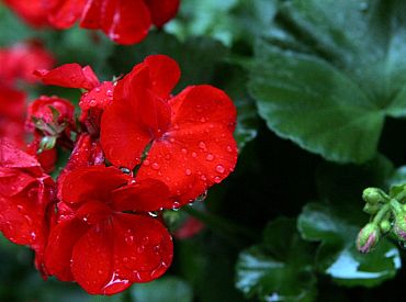 Piektdiena gaidāma daļēji mākoņaina un daudzviet īslaicīgi līs