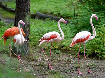 И красный фламинго 42-х лет! В Рижском зоопарке открылся обновлённый павильон фламинго