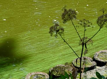 Из-за сине-зеленых водорослей в Риге запретили купаться на нескольких пляжах