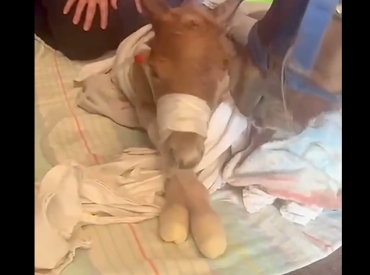 Спасали беременную пони и её малыша: минизоопарк просит помощи