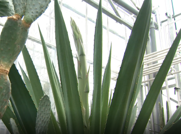 Спешите видеть: впервые за 43 года в Ботаническом саду Саласпилса зацветет гигантский суккулент