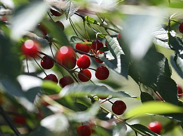 Latvijas māju nosaukumos no ogām visbiežāk sastopami ķirši un aronijas