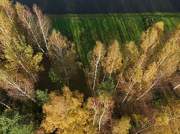 Тепло постепенно нас покидает: в следующие выходные ночью — до 0 градусов