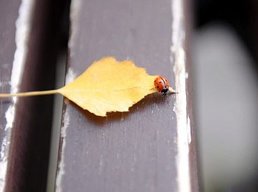 Rudens Latvijā bijis siltāks un sausāks nekā ierasts