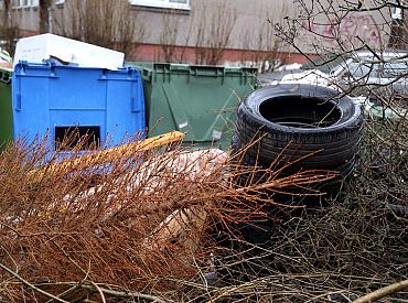 «Eco Baltia vide» nodrošinās Ziemassvētku egļu bezmaksas savākšanu