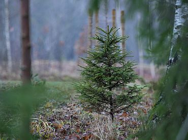 Siltuma rekordi šogad Latvijā pārspēti 46 reizes vairāk nekā aukstuma rekordi