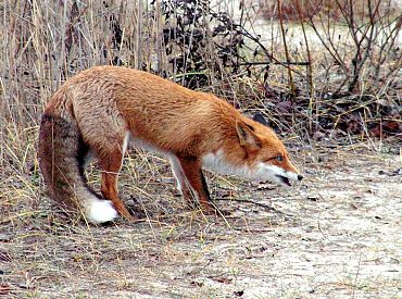 Latvijas Veterinārārstu biedrība: Nepieskatīti mīļdzīvnieki arī pilsētās var kļūt par lapsu medījumiem